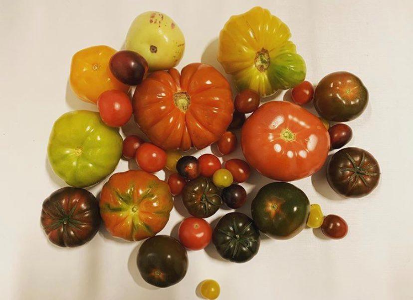 Tomat Inka  3,5 kg