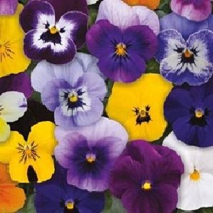 Spiselig blomst Viola 50 stk
